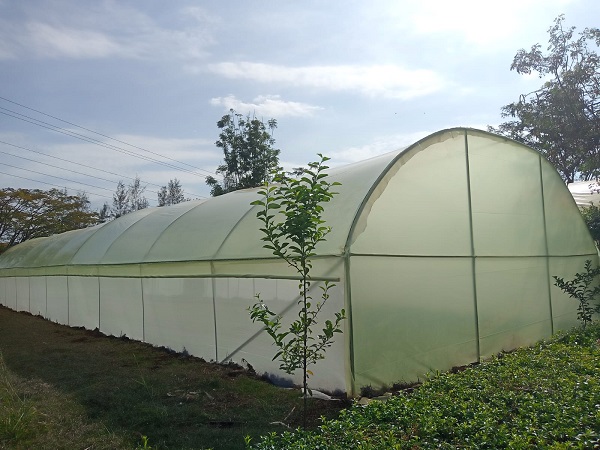 8m x 15m Tunnel Greenhouse Complete Kenya – with Crop Support | Kreatives.co.ke